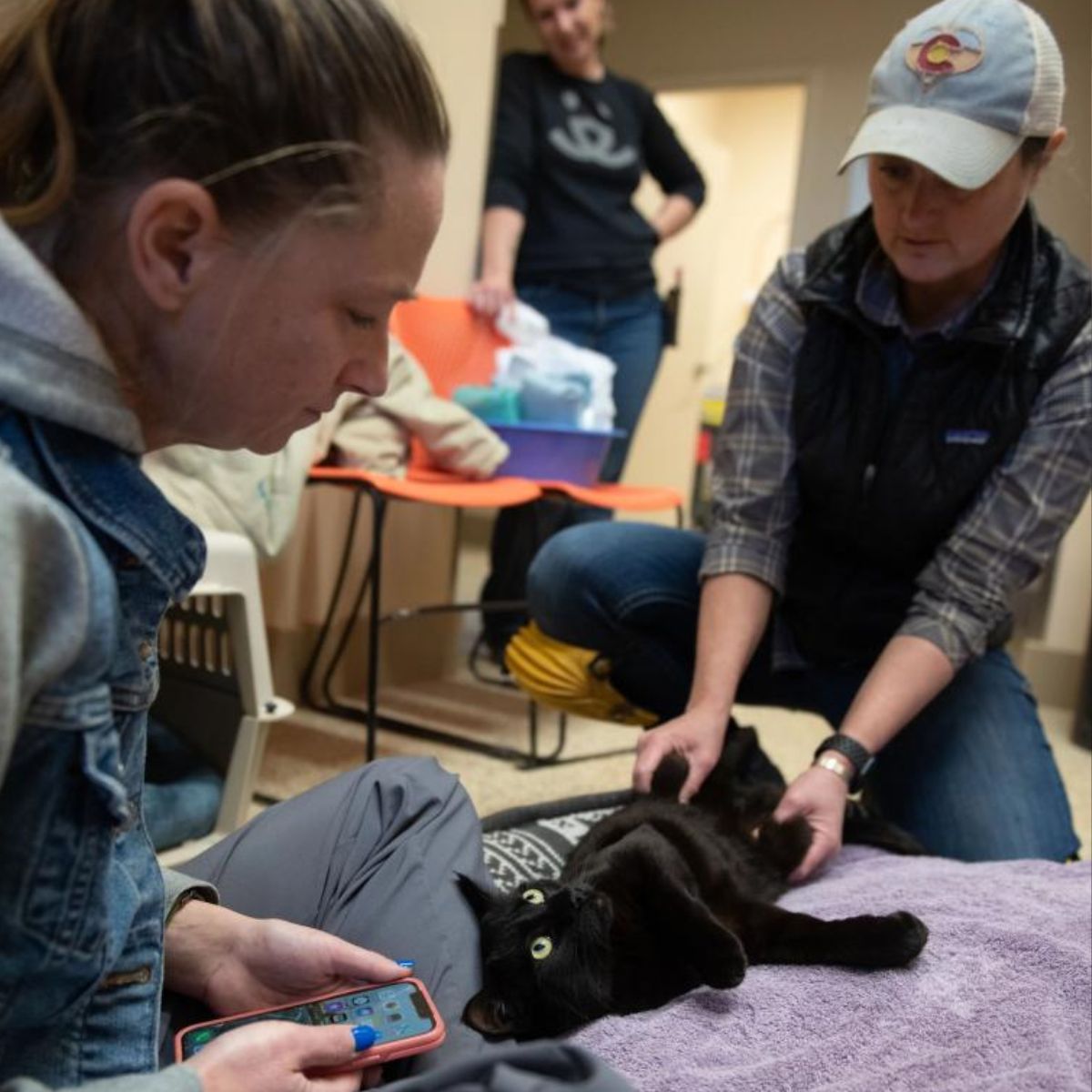 vet examining the cat