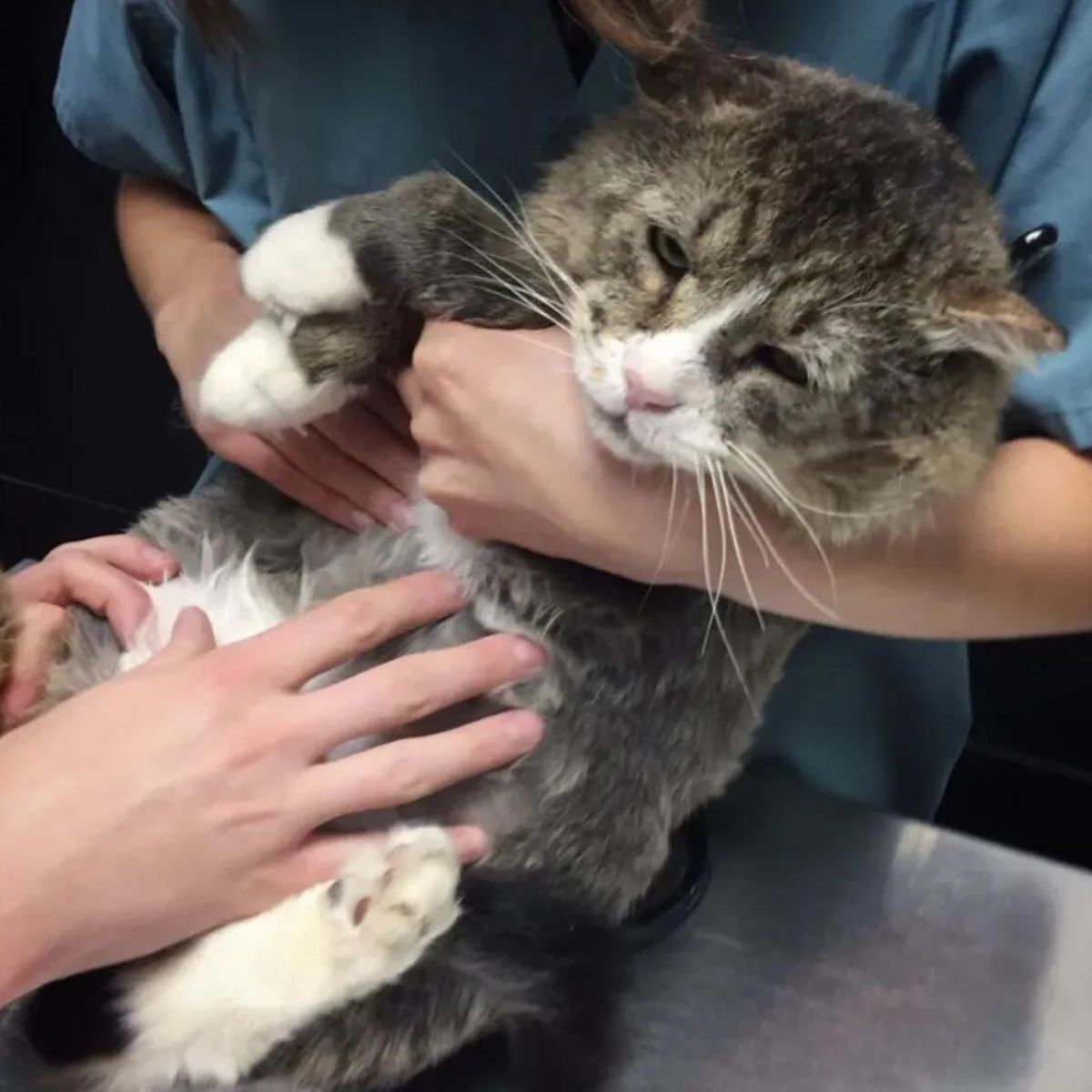 vet holding a cat