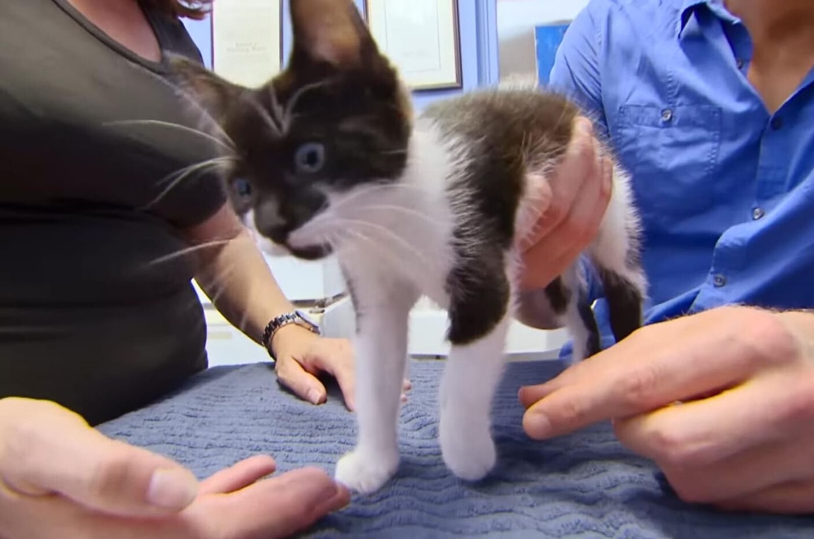 vet holding kitten on table