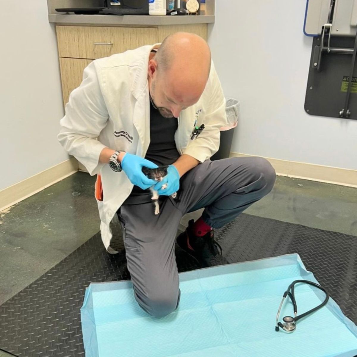 vet holding the kitten