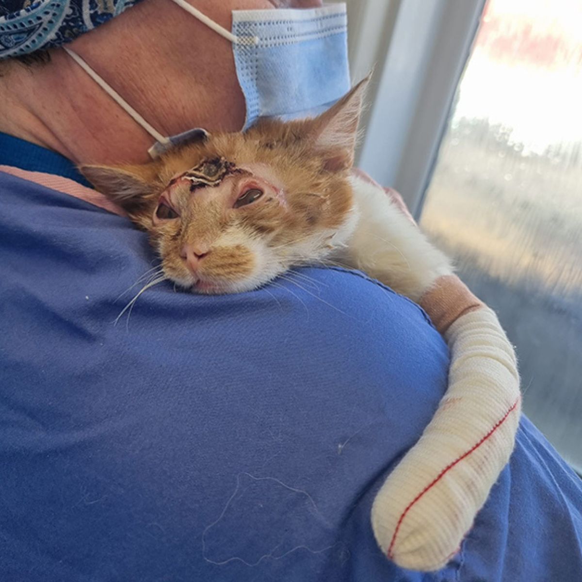 vet hugging the cat