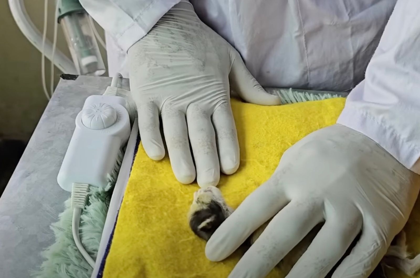 veterinarian checking tiny kitten