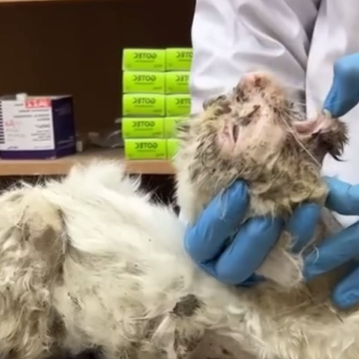 veterinarian examining cat