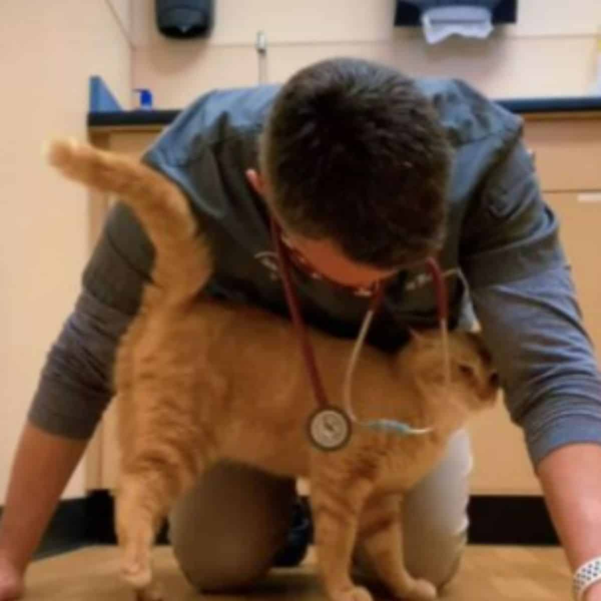 veterinarian with cat