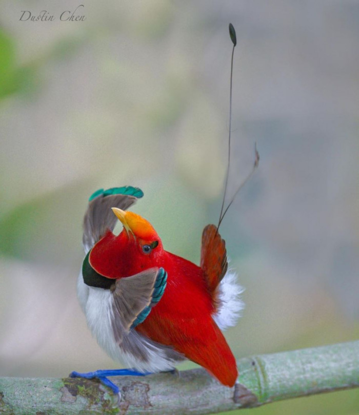 With its bright colors, the Kingbird of Paradise is a living gem.