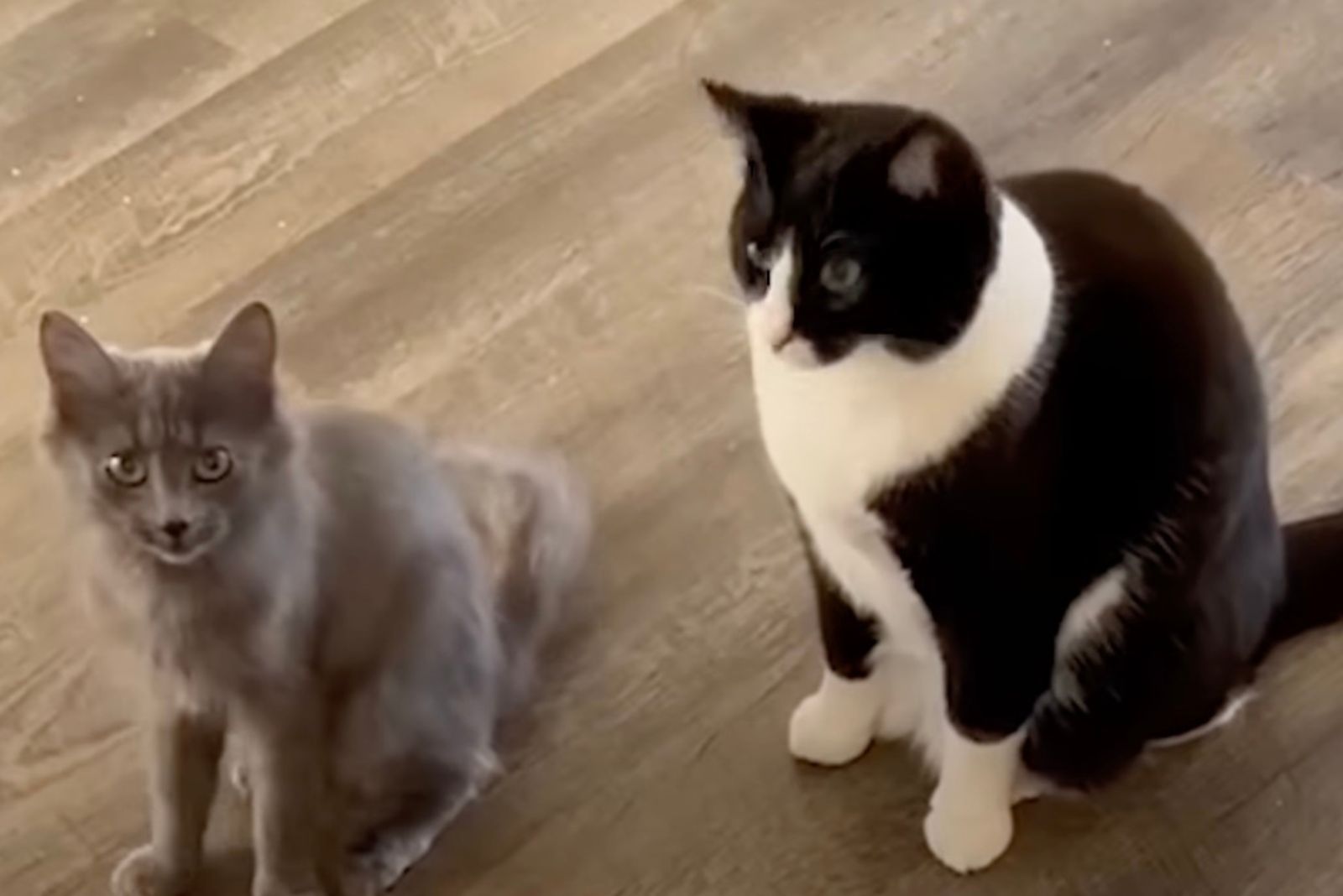 white and black cat sitting on the floor