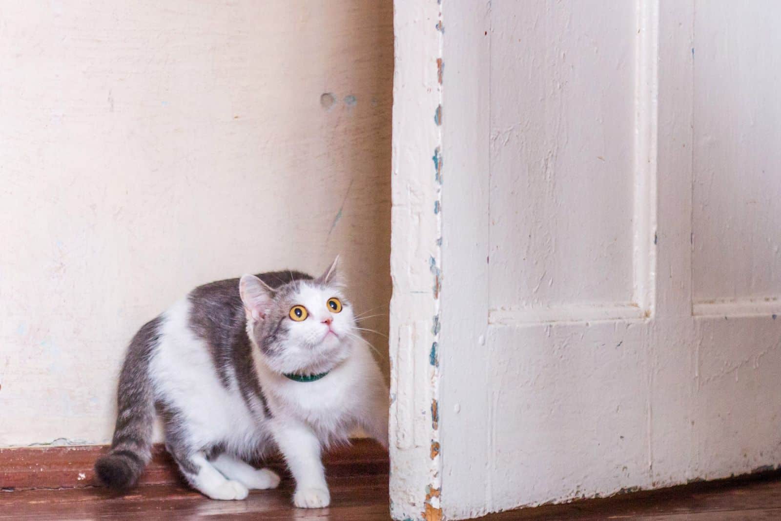 white and grey cat standing by the door