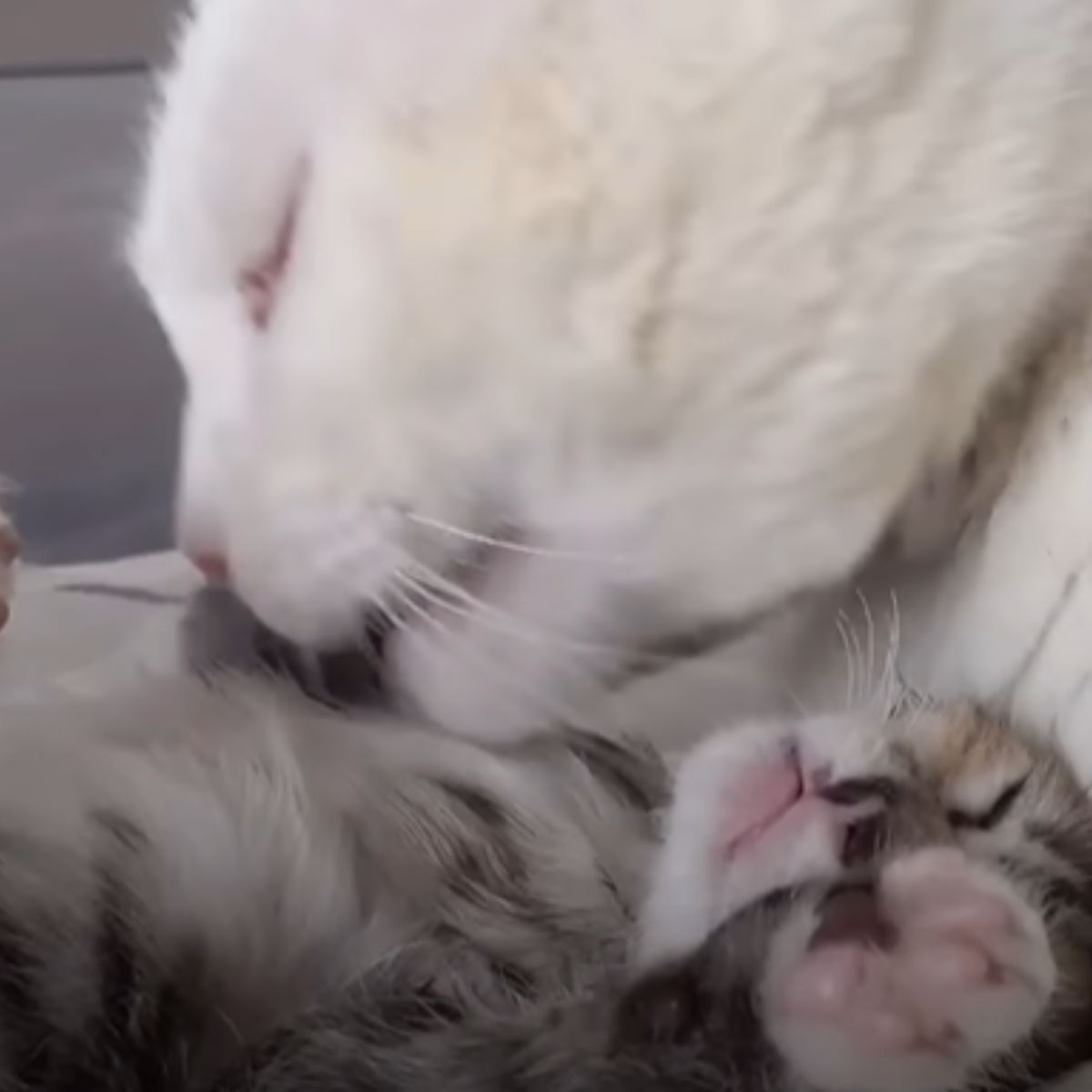 white cat and its kitten