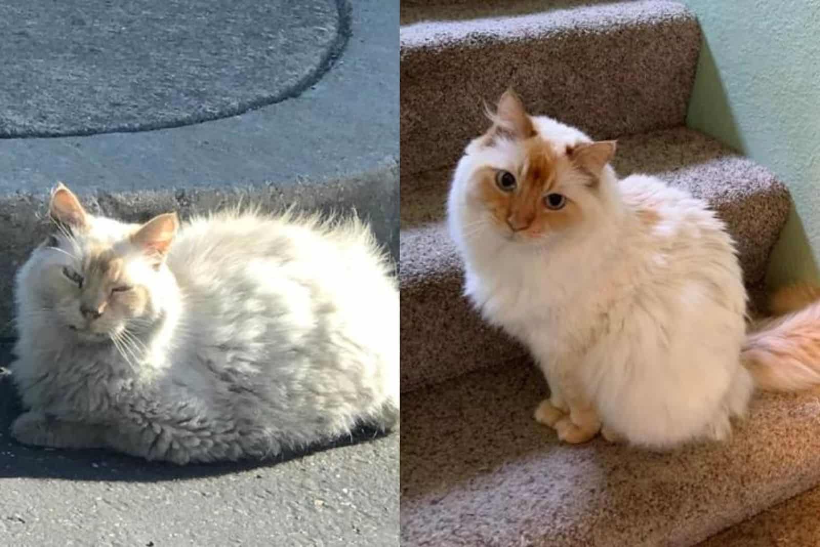 white cat before and after adoption