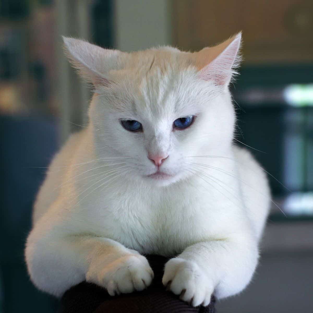 white cat lying