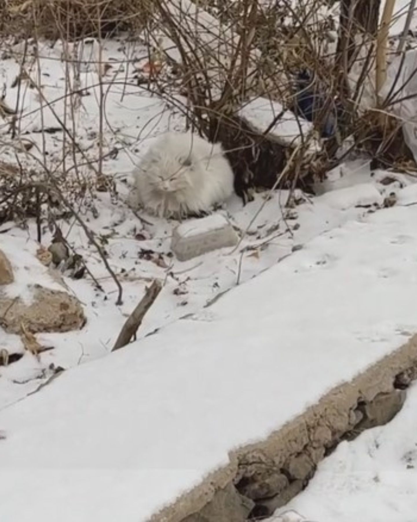 white cat on snow