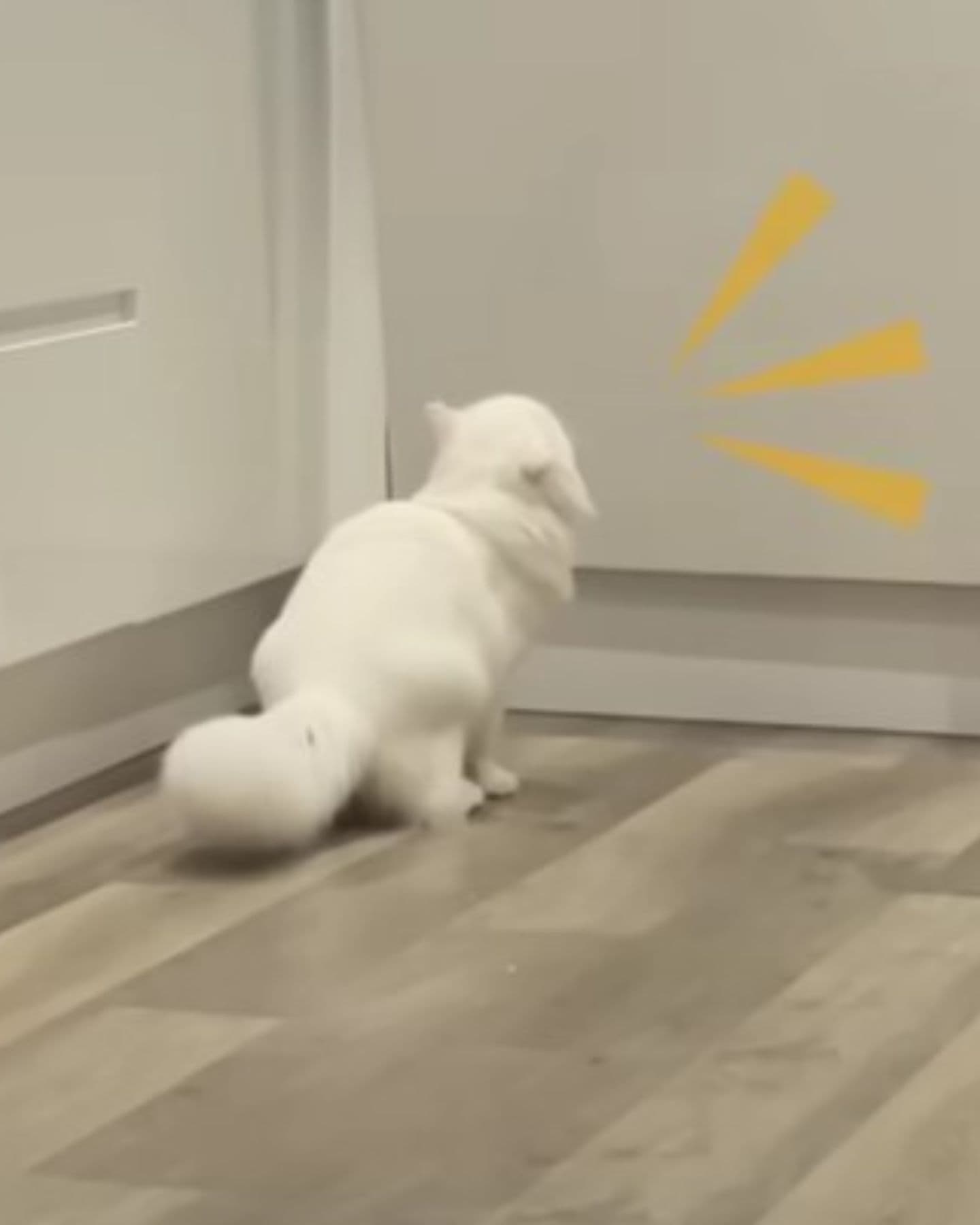 white cat sitting indoors