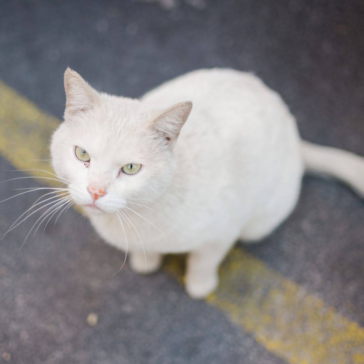 white cat sitting