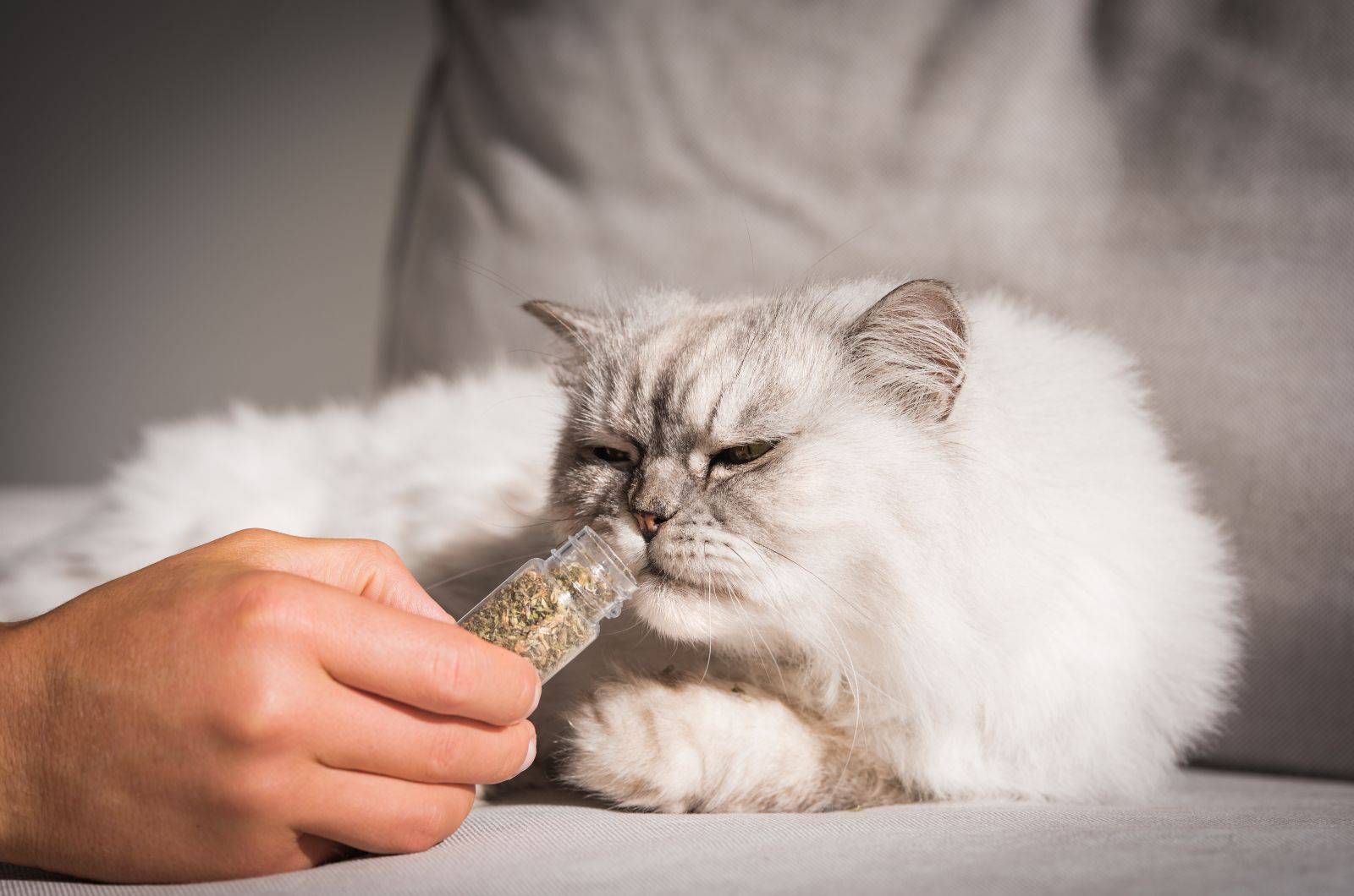 white cat sniffing catnip