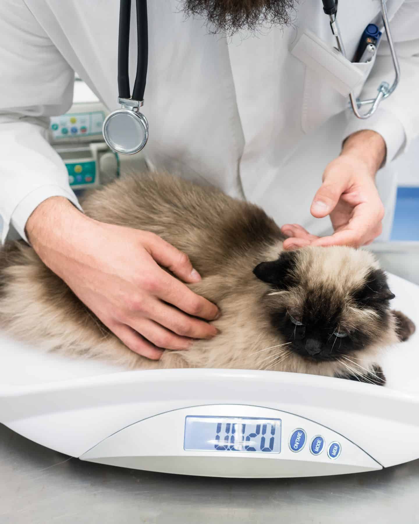 white cat with black face and vet