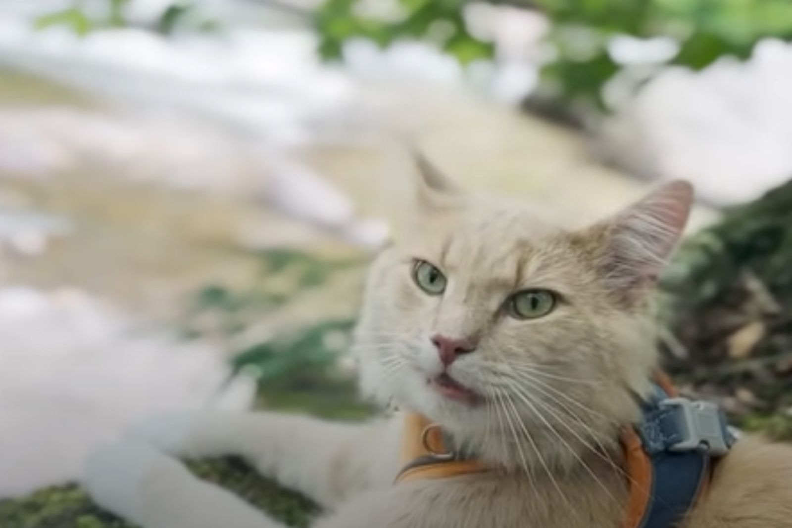 white cat with necklace