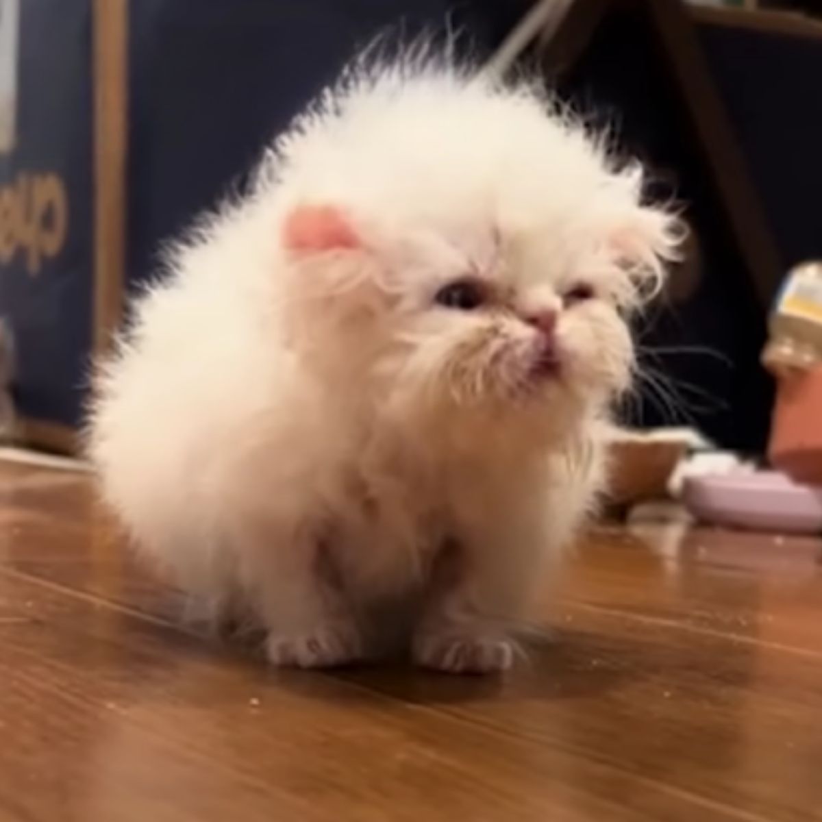 white kitten sitting