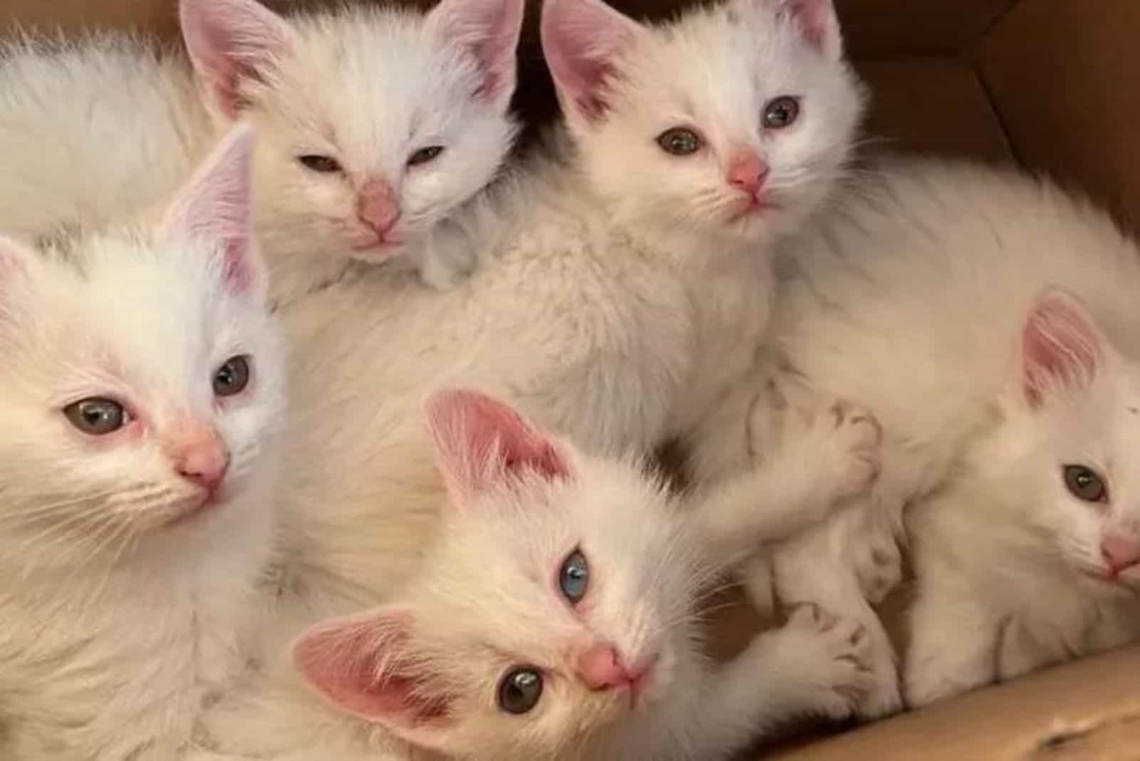 white kittens