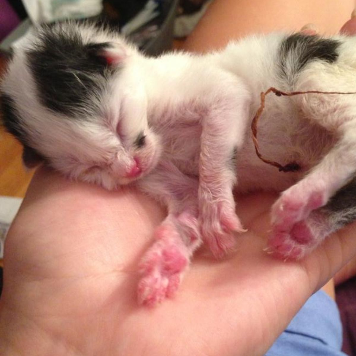 white newborn kitten