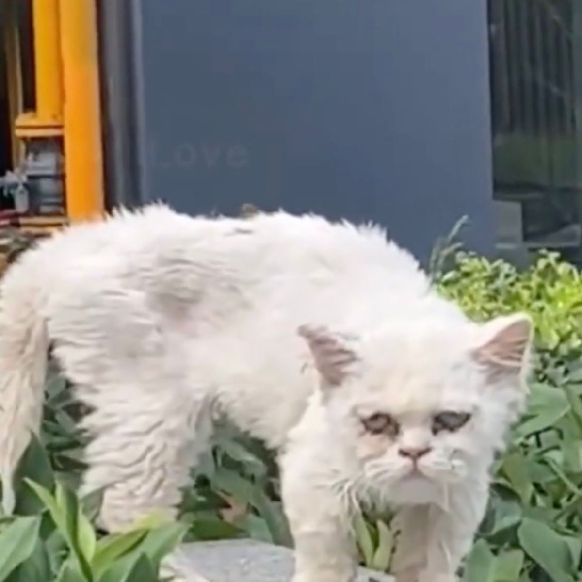 white old cat