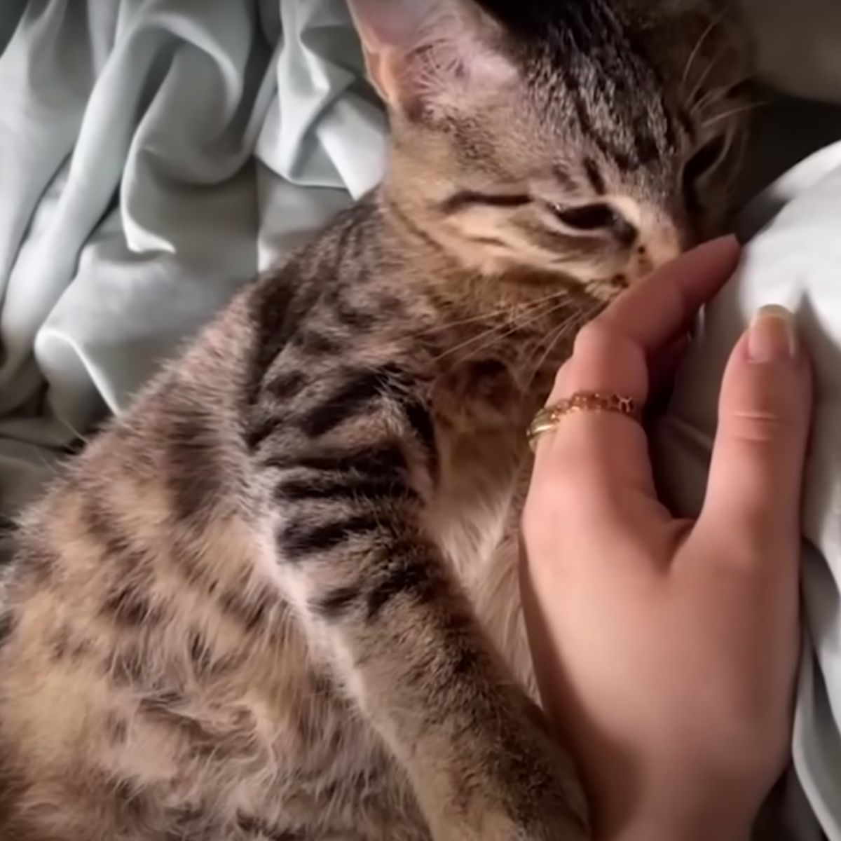 woman and cute kitten