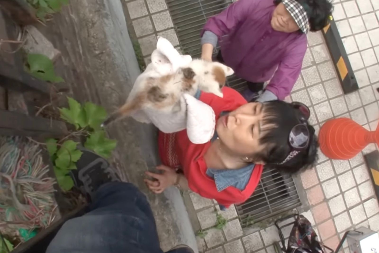 woman and man saving a cat