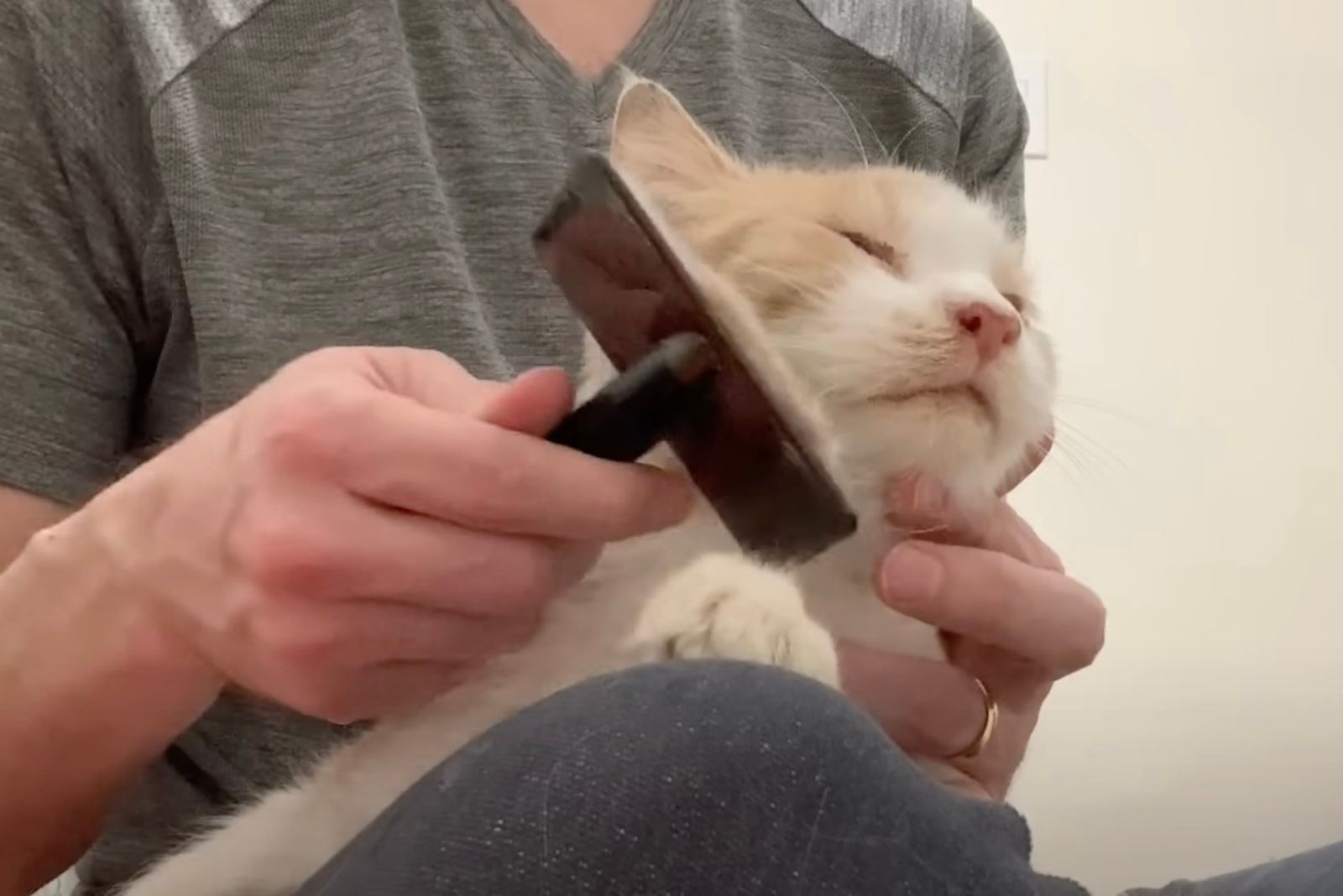 woman brushing cat