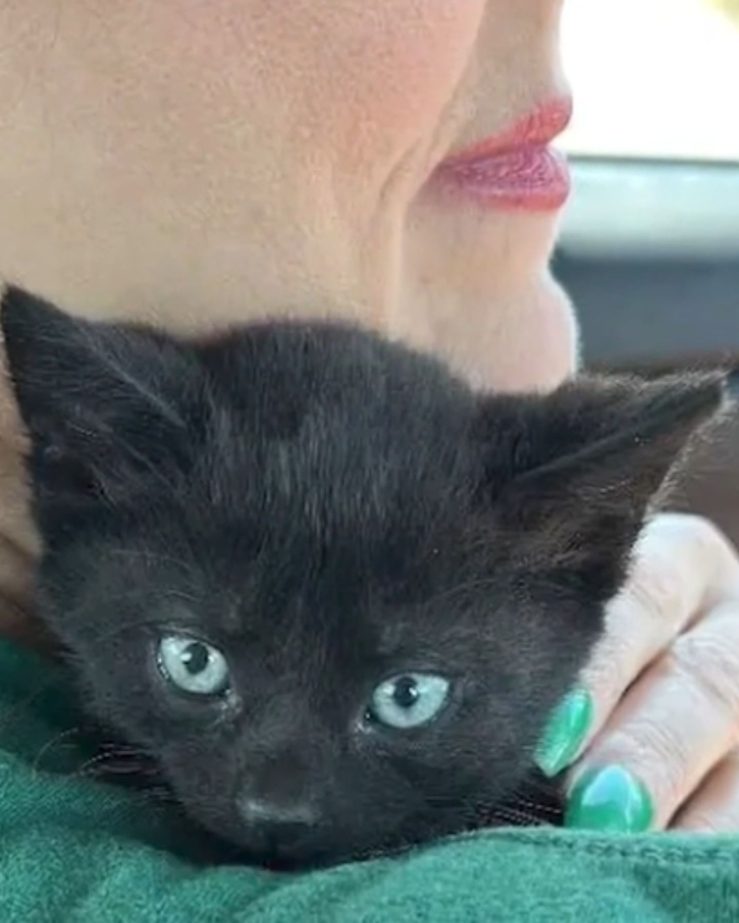 woman cuddling a kitten