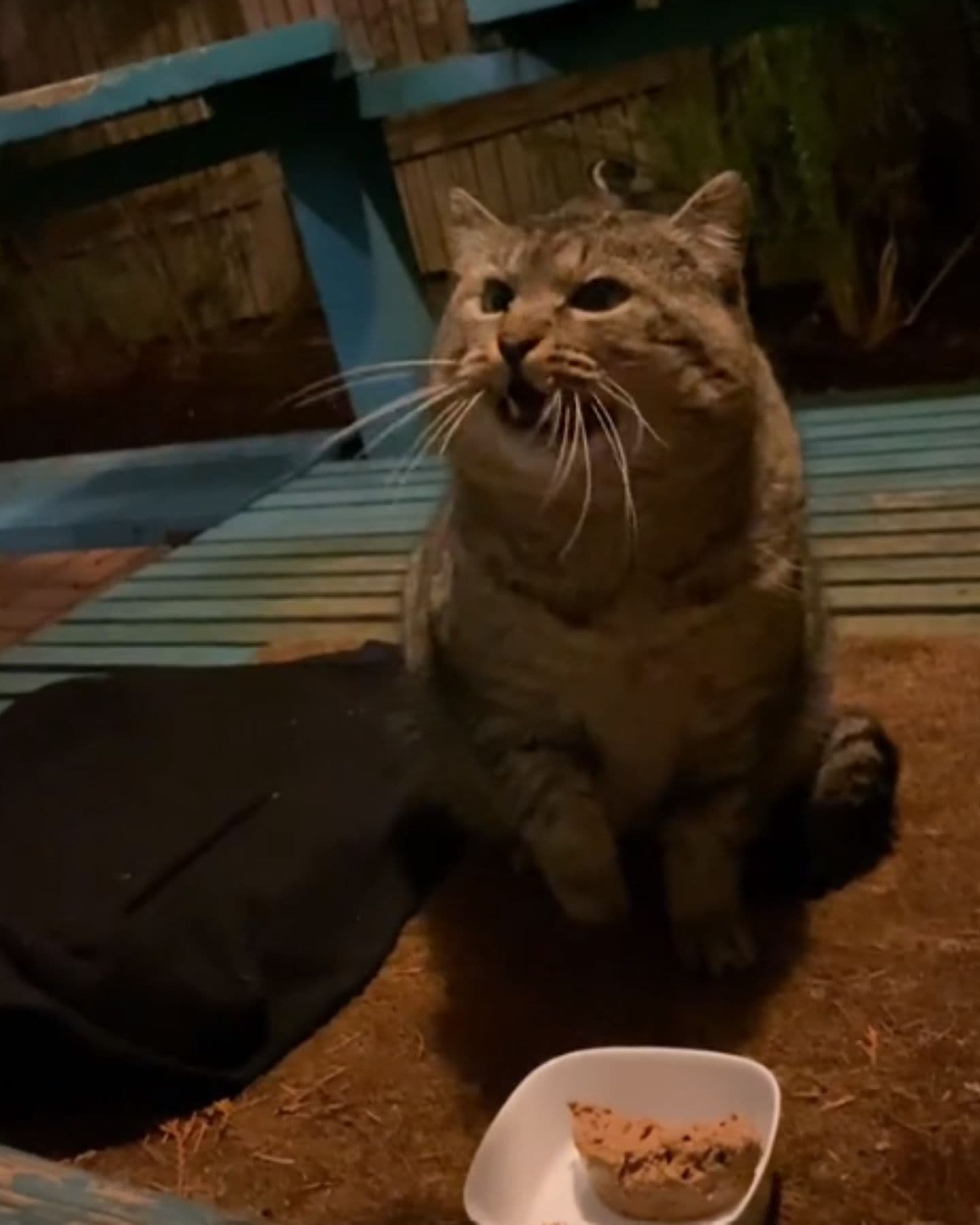 woman eating cat food