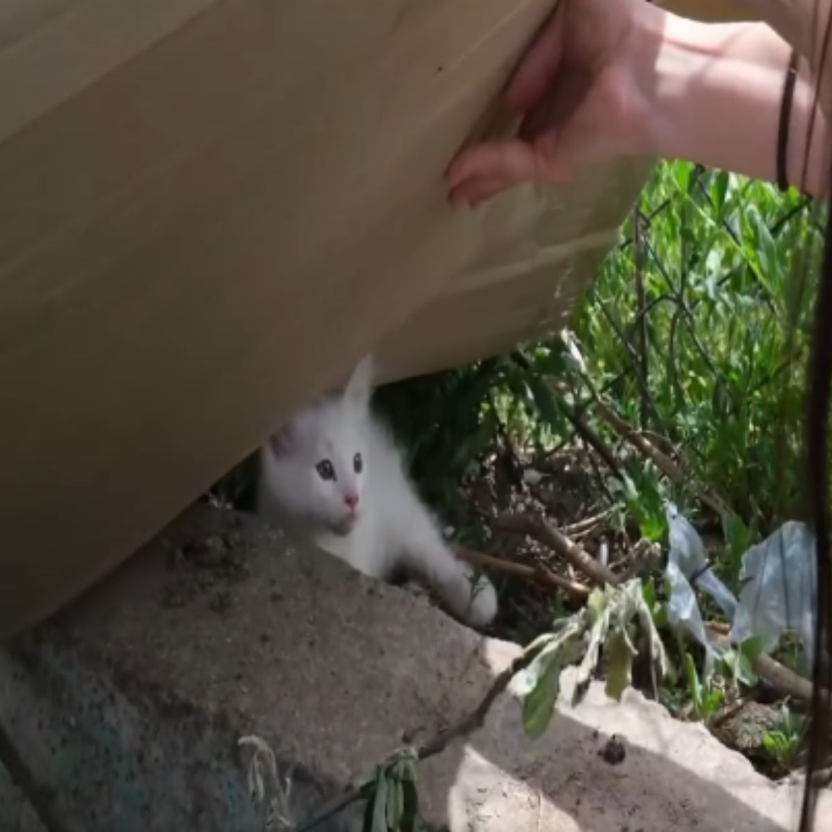 woman found cats