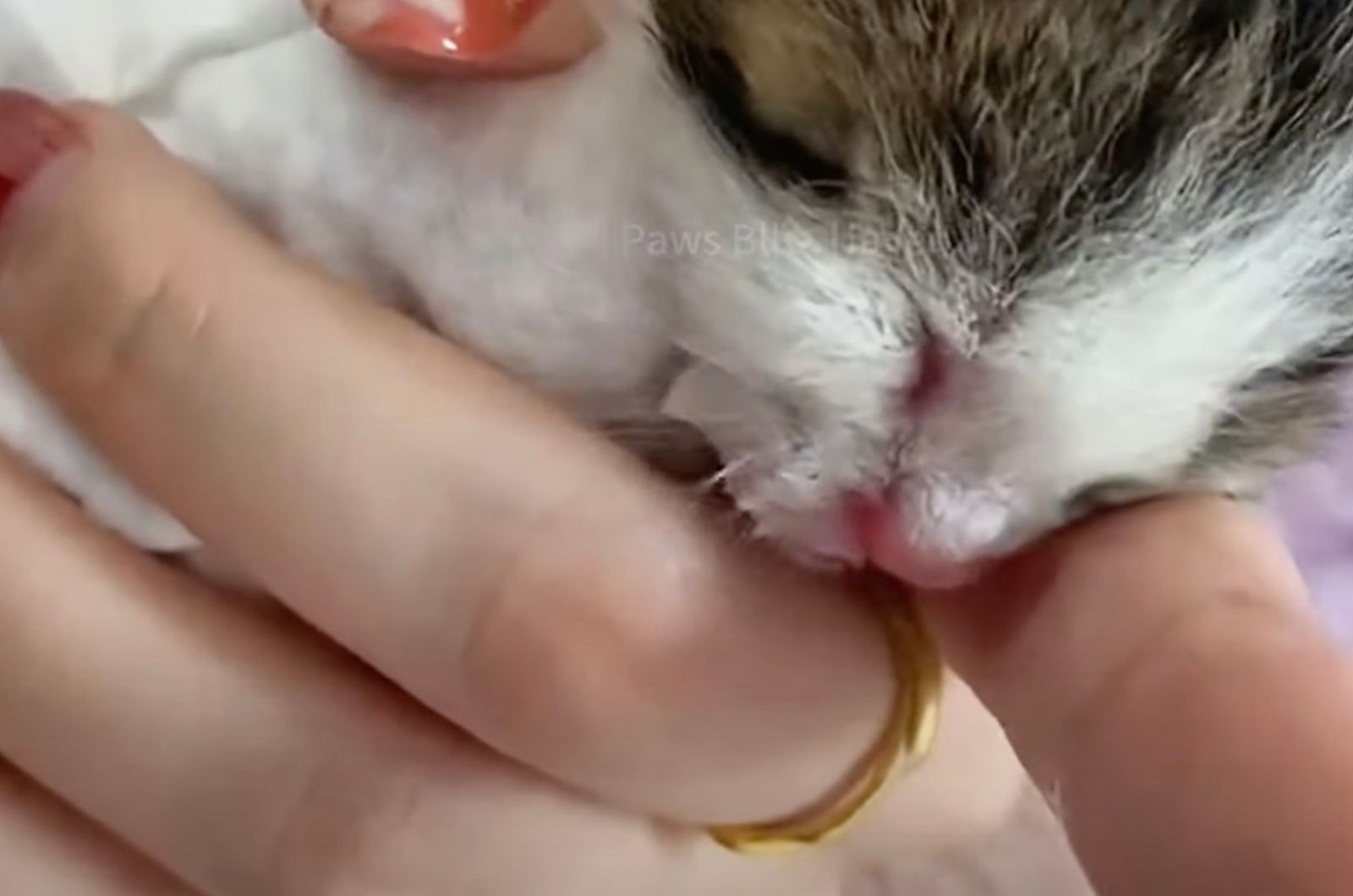 woman helping tiny kitty