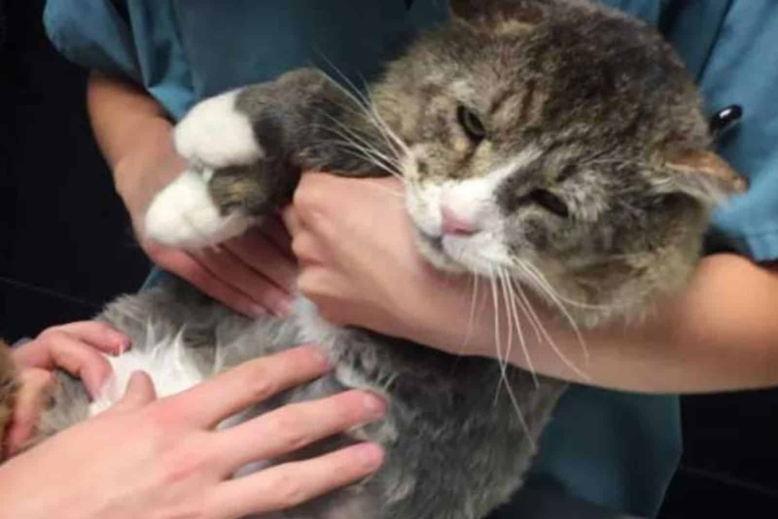 woman holding a cat in arms