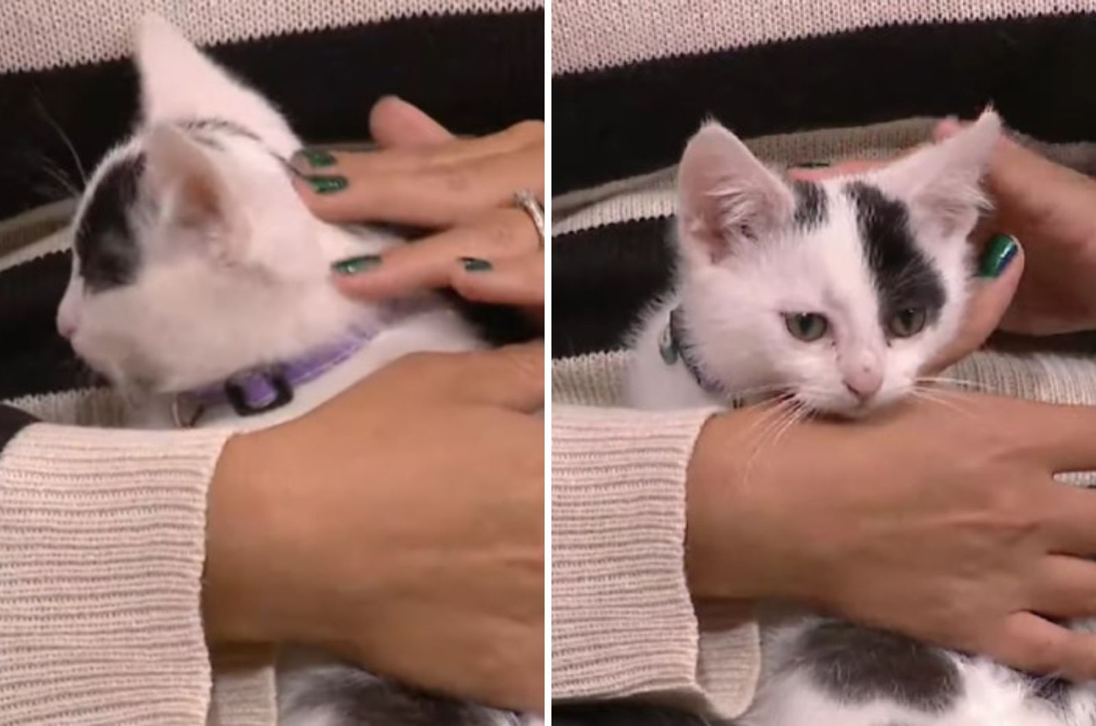 woman holding a cute white kitten