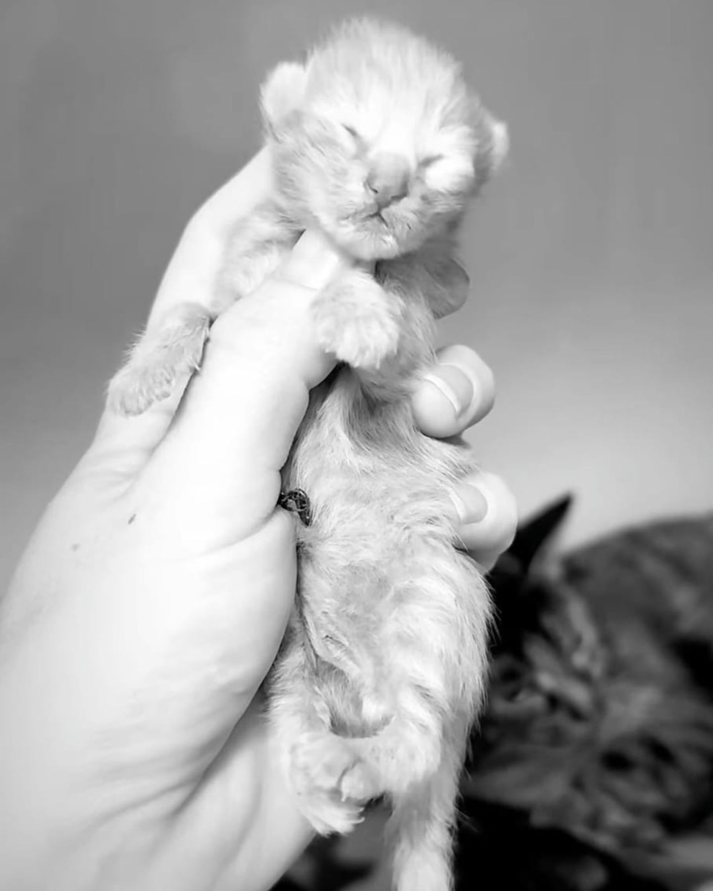 woman holding a dead kitten