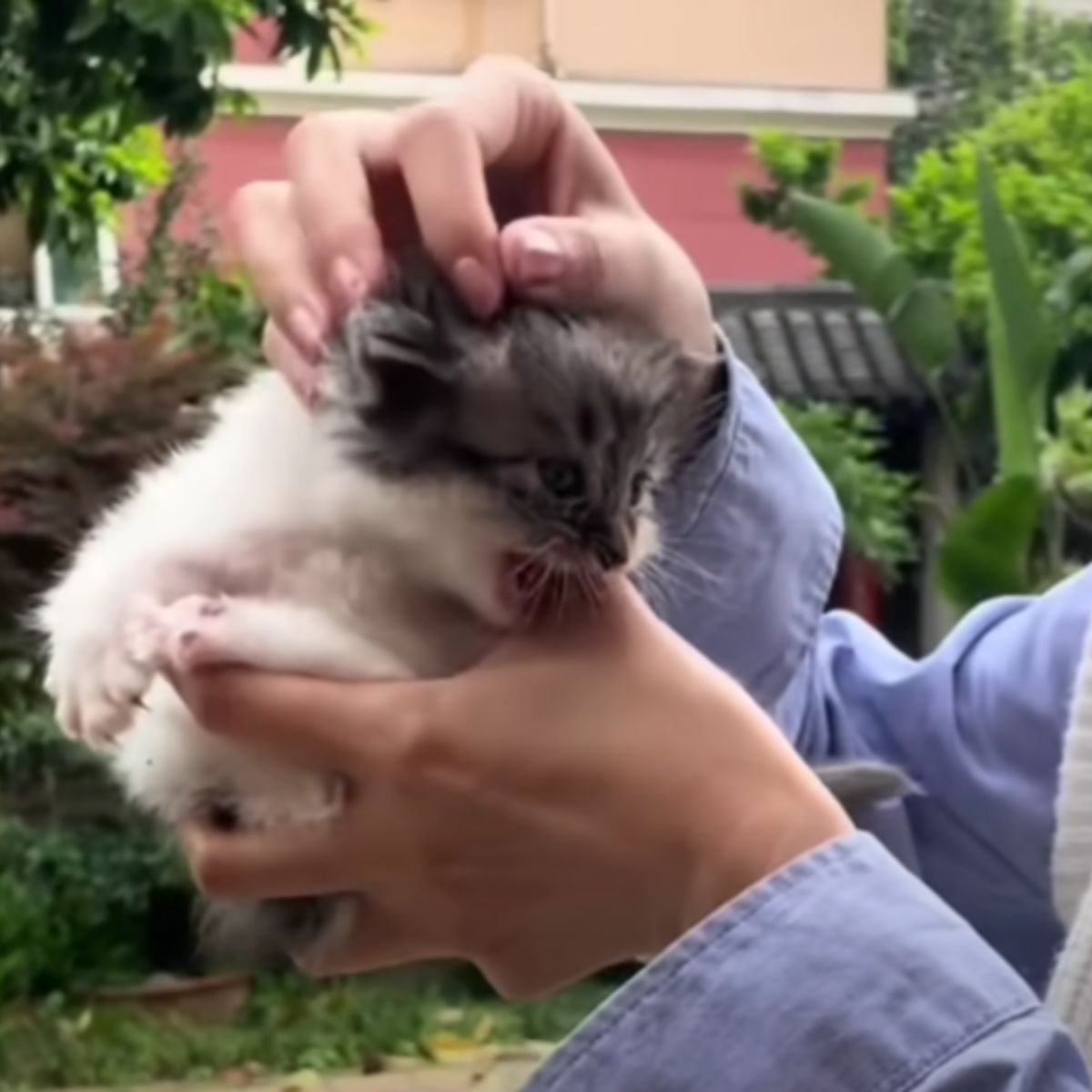 woman holding a kitten