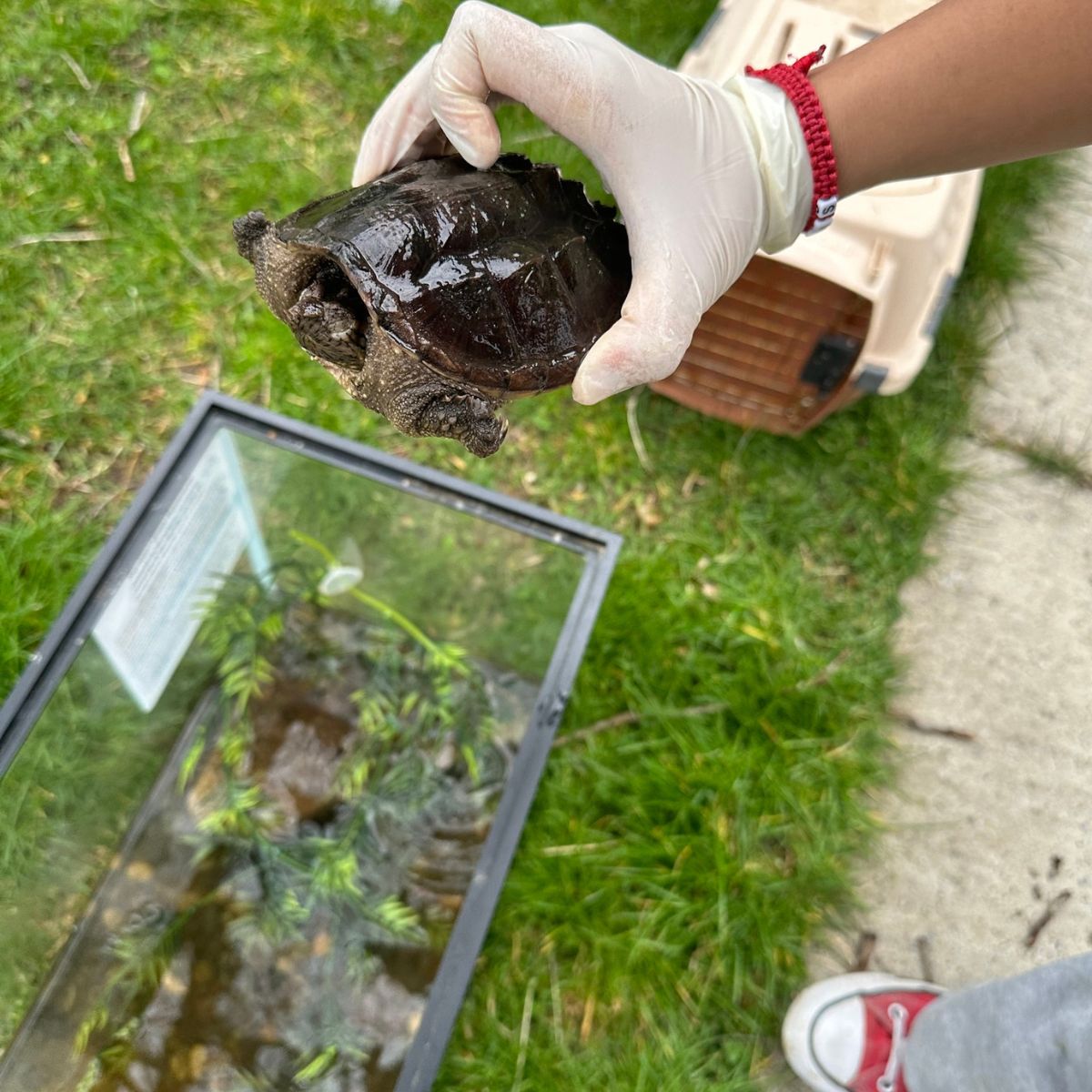 woman holding a turtle