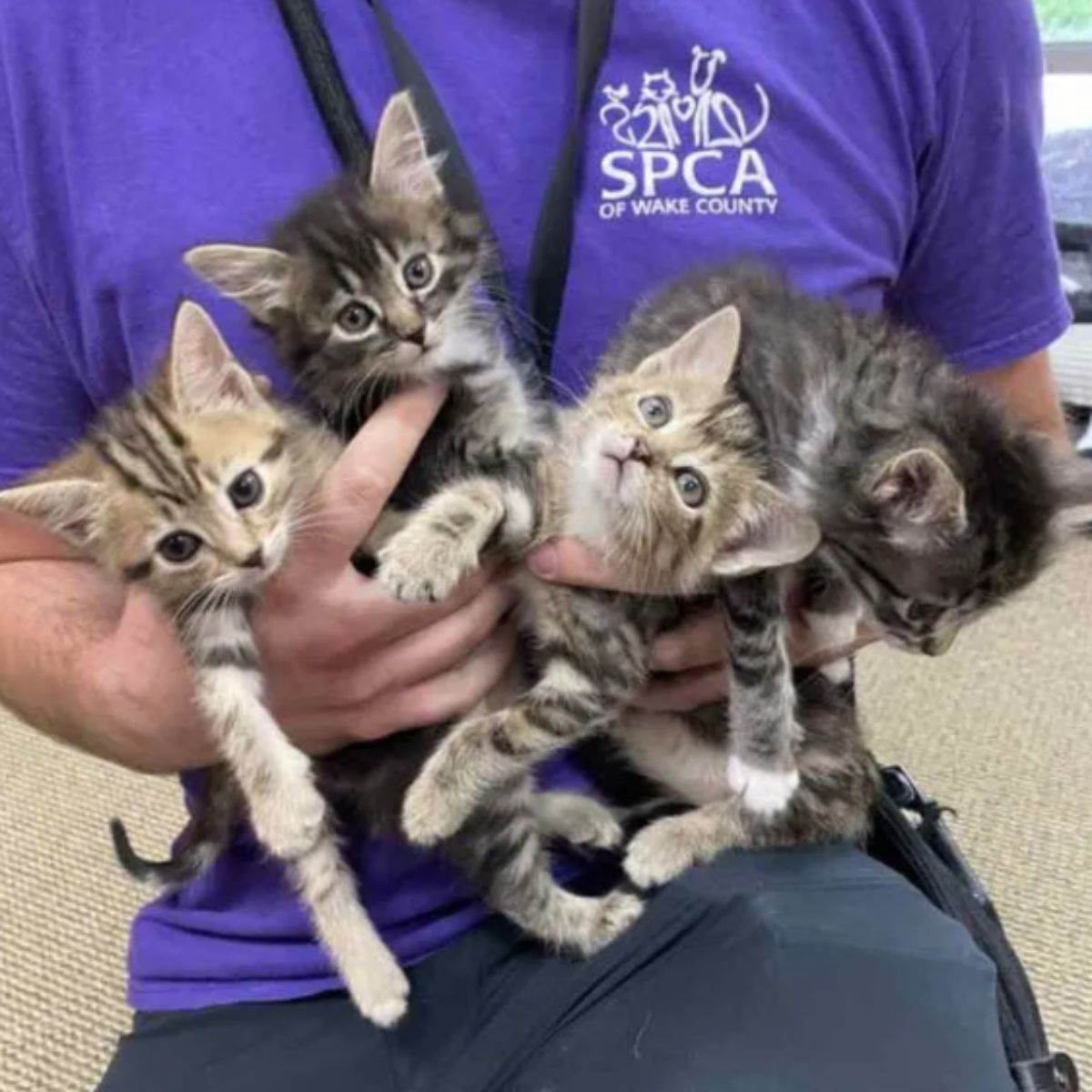 woman holding four kittens