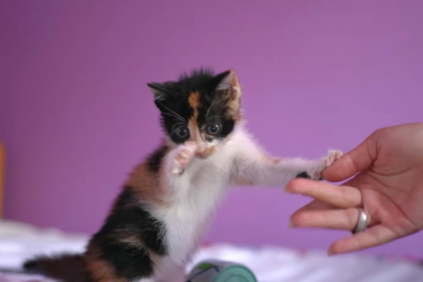 woman holding kitty's paws