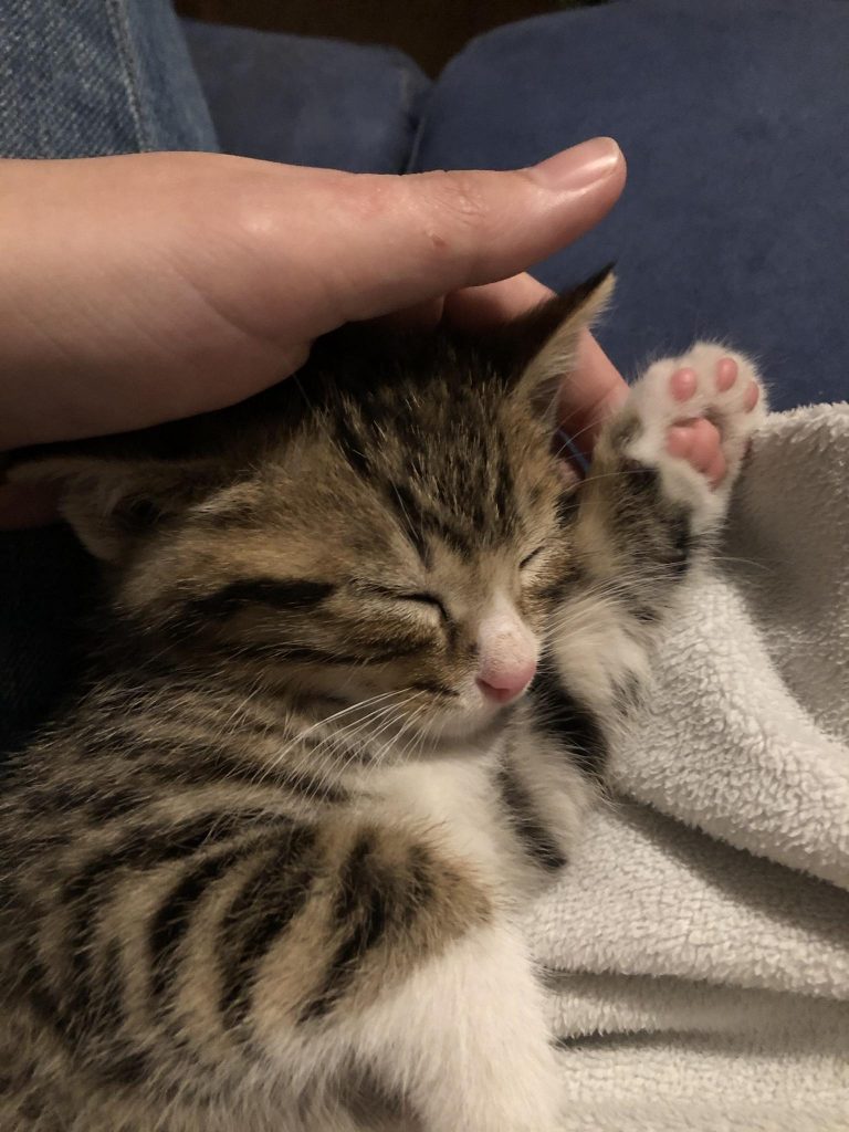 woman petting a kitten