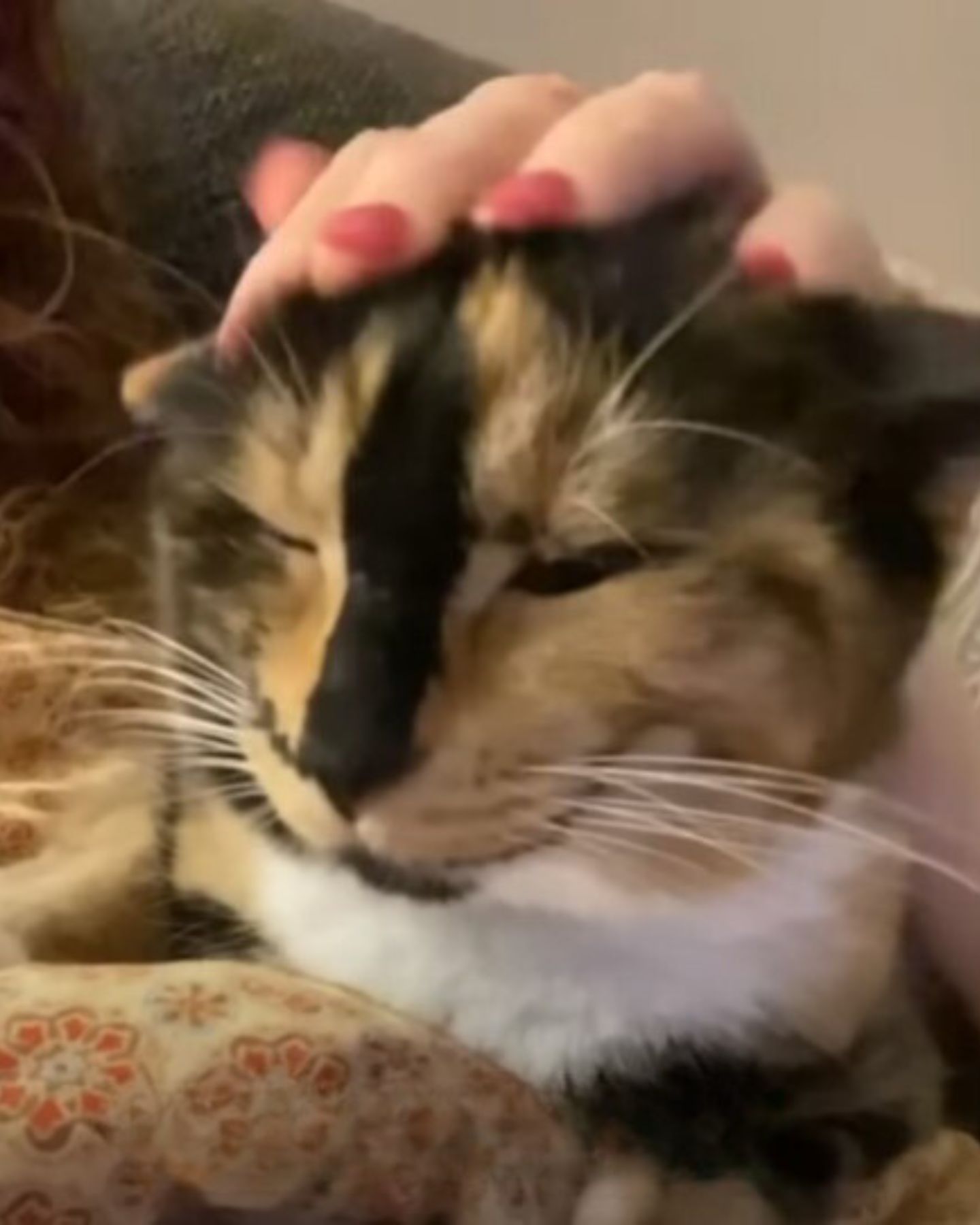 woman petting and holding a cat