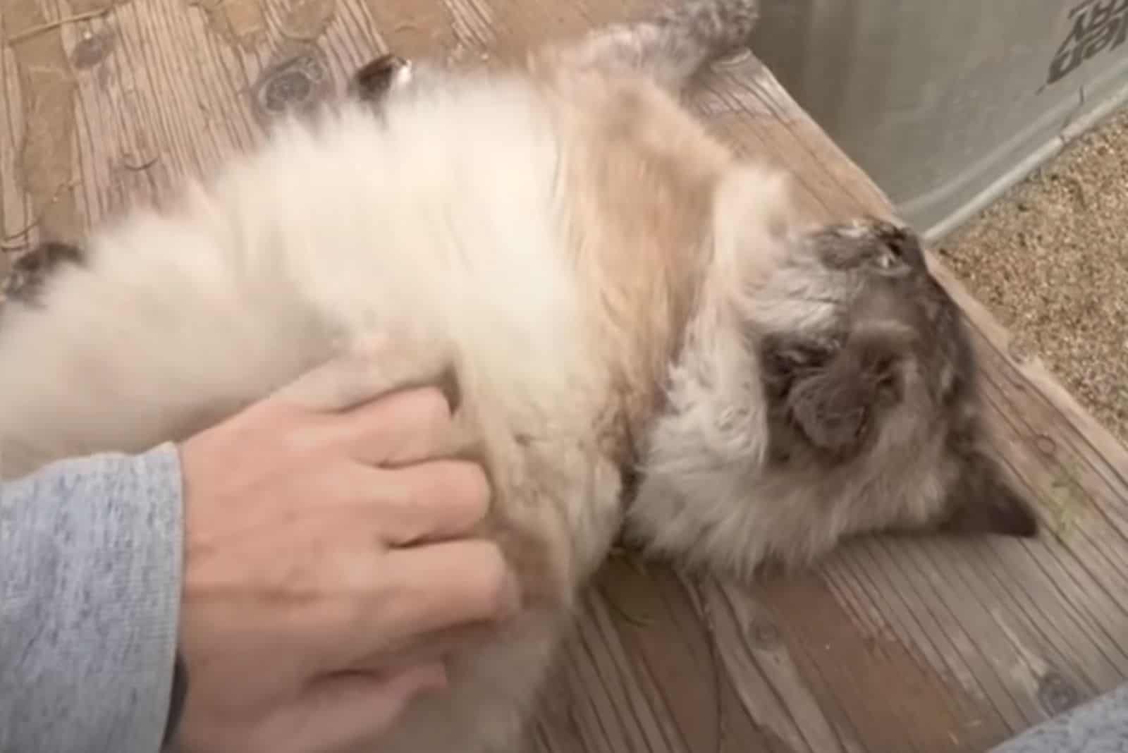 woman petting cat