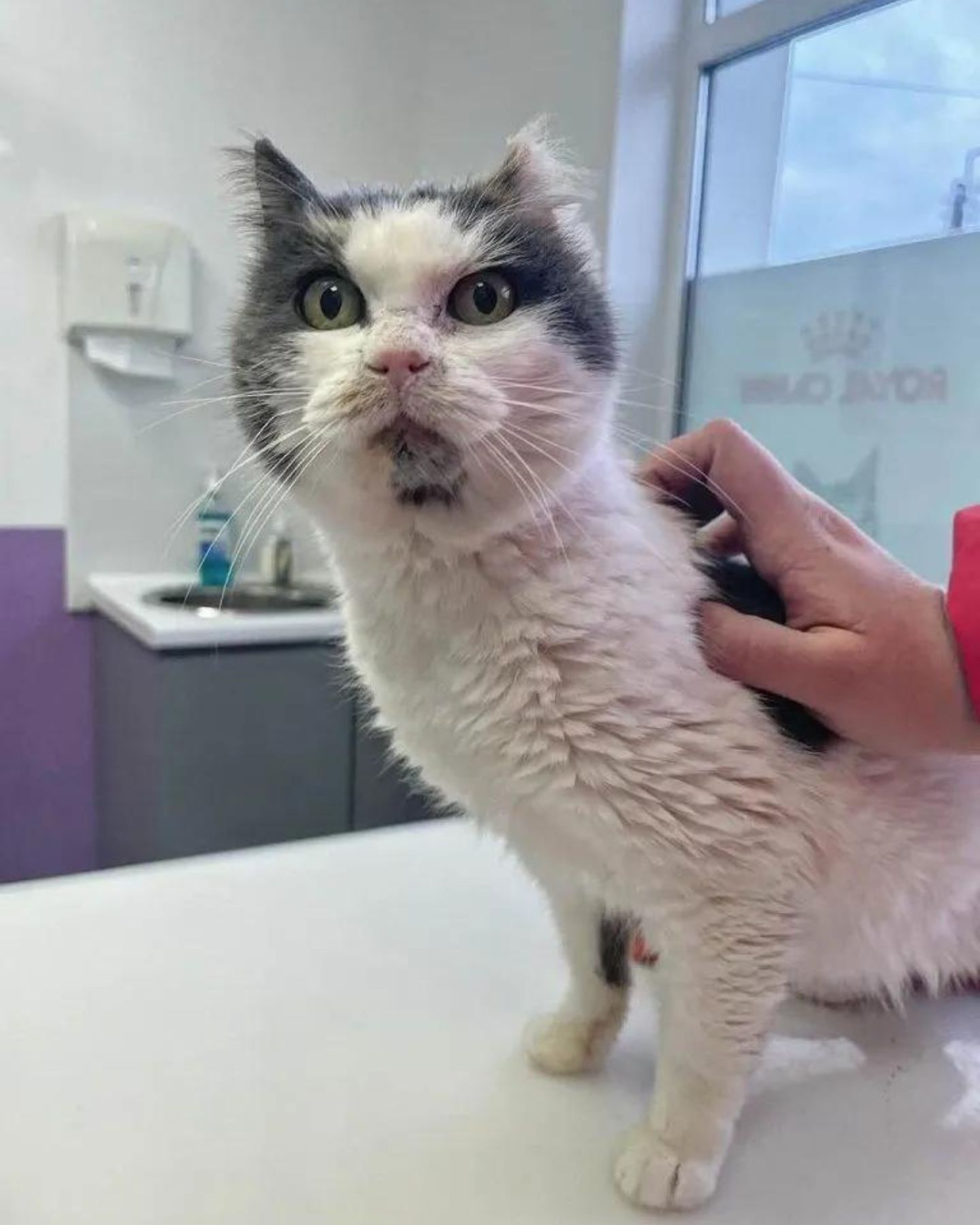 woman scratching old cat