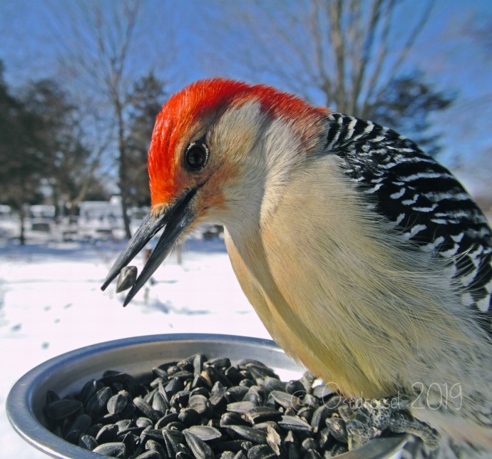 A woman set up a photo booth with a bird feeder to capture close-ups of birds feeding, and here are 25 of her best photos