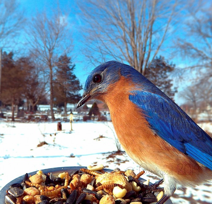 A woman set up a photo booth with a bird feeder to capture close-ups of birds feeding, and here are 25 of her best photos