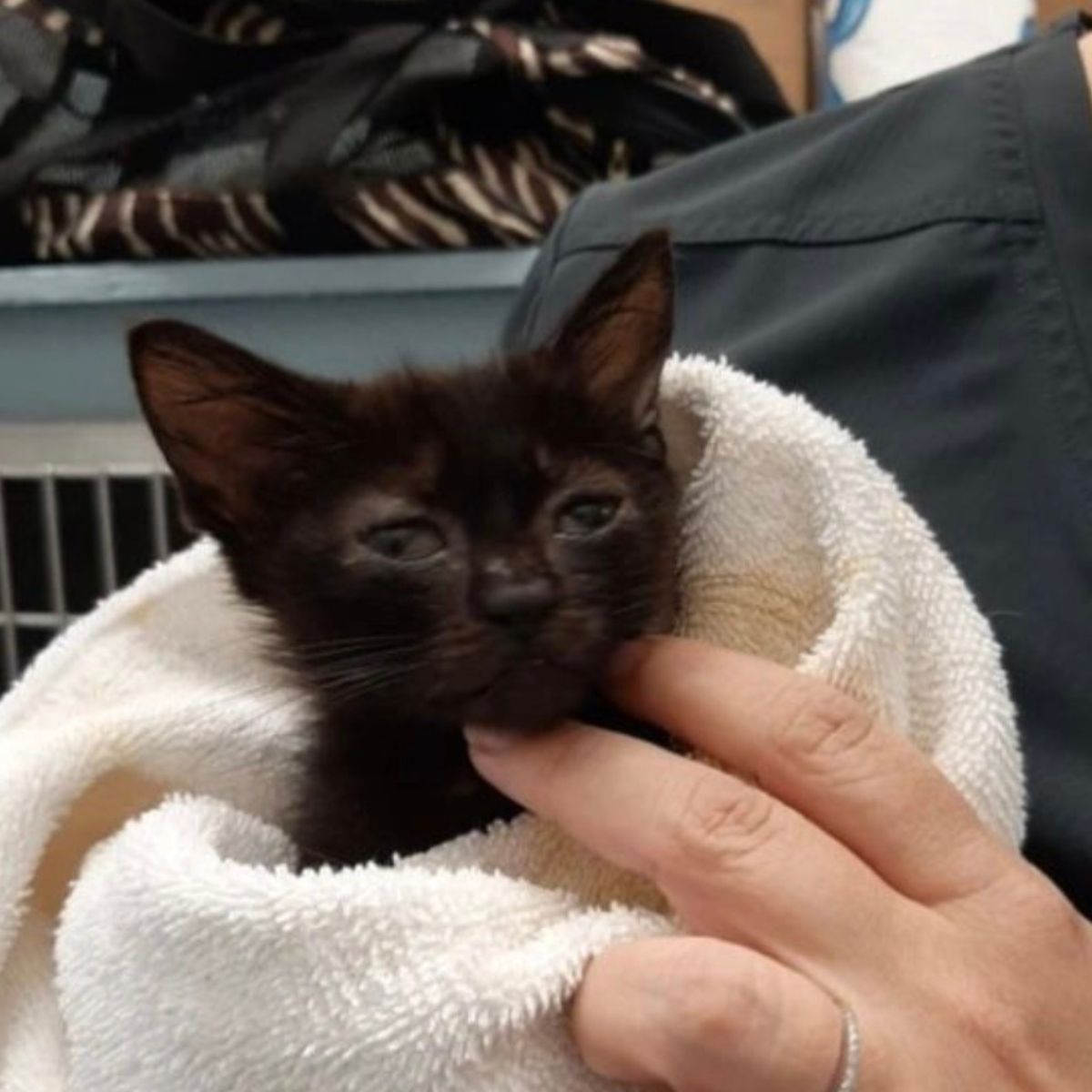 woman taking care about kitty