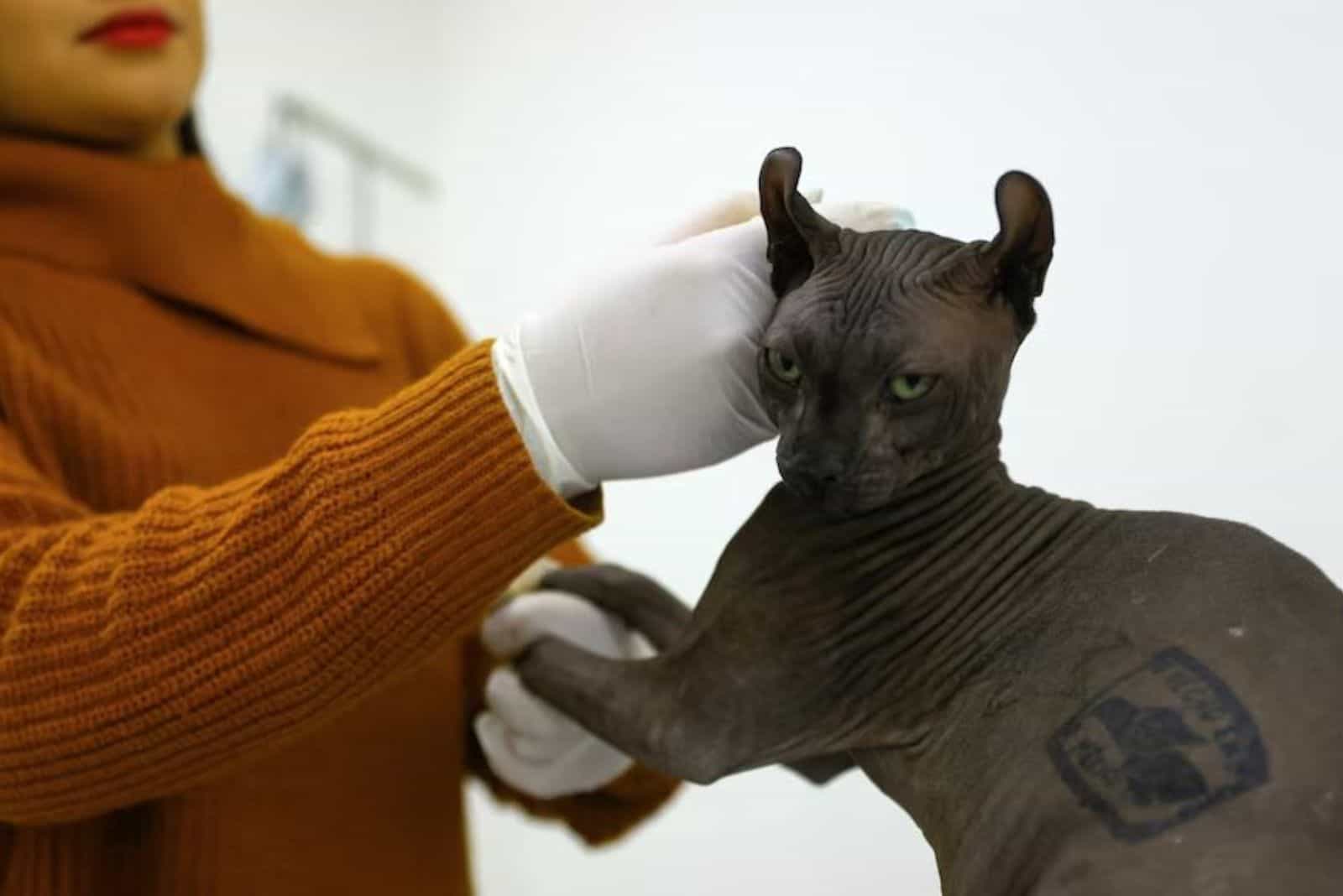 woman with sphynx cat