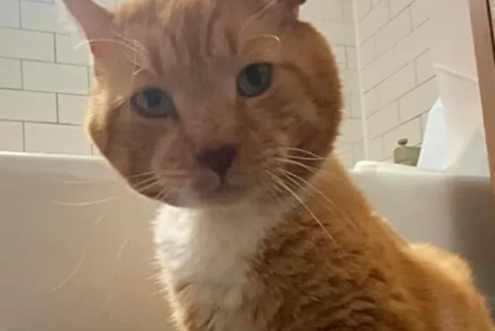 yellow cat found in bathtub