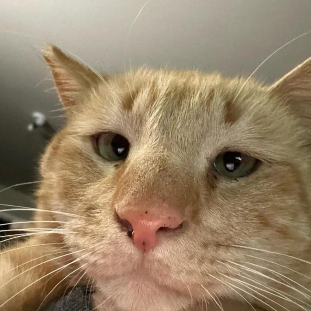 yellow kitten in front of the camera