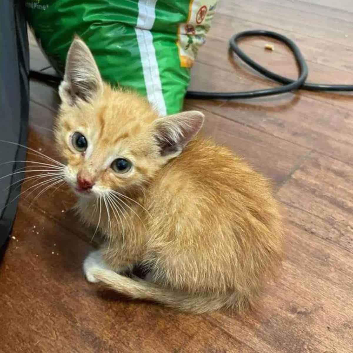 yellow kitten sitting on the laminate