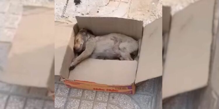 Rescuers Surprised to Discover Tiny Crying Puppy in a Box, Unable to Move